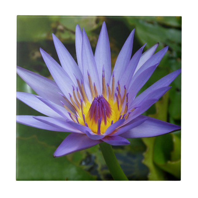 Purple / Blue Water Lily Pond Ceramic Tile (Front)