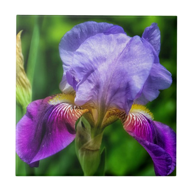 Purple Blue Yellow Iris Flower Ceramic Tile (Front)