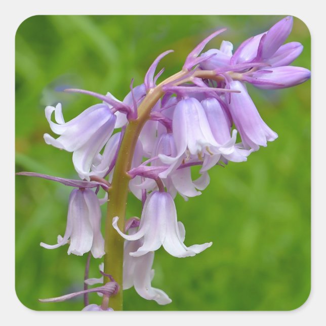 Purple Bluebell Flower Stickers (Front)