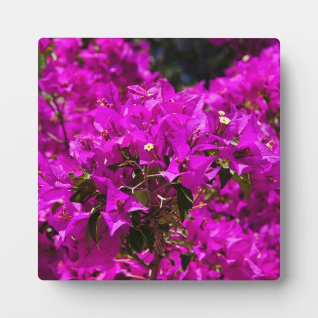 Purple Bougainvillea flowers Plaque (Front)