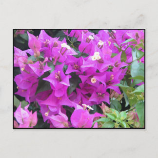 Purple Bougainvillea Postcard