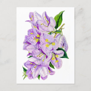 Purple Bougainvillea Vintage Botanical Postcard
