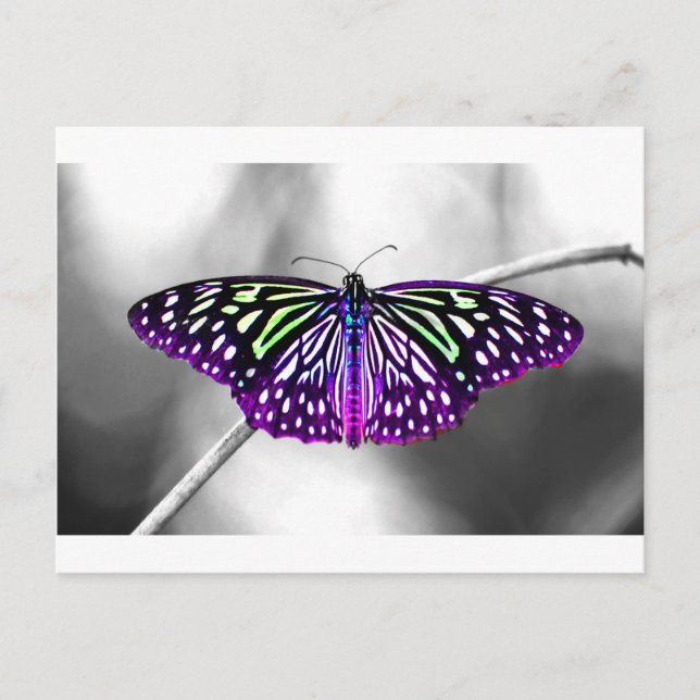 Purple Butterfly Postcard (Front)