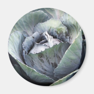 purple cabbage magnet