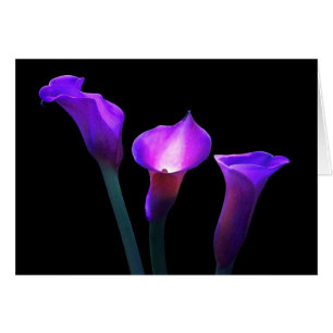 purple calla lily