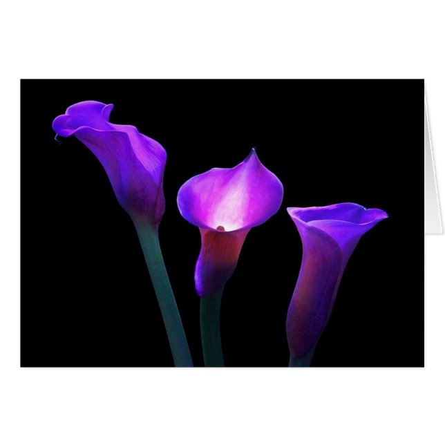 purple calla lily (Front Horizontal)