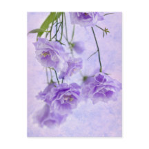 Purple Campanella Flowers Macro