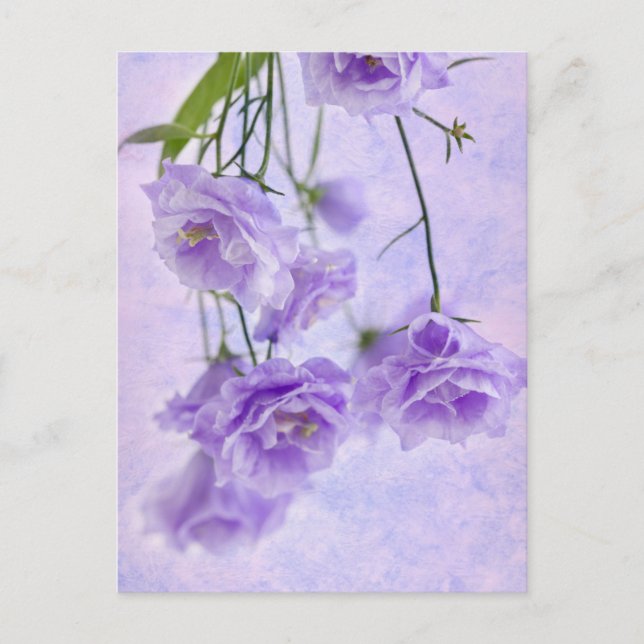 Purple Campanella Flowers Macro Postcard (Front)