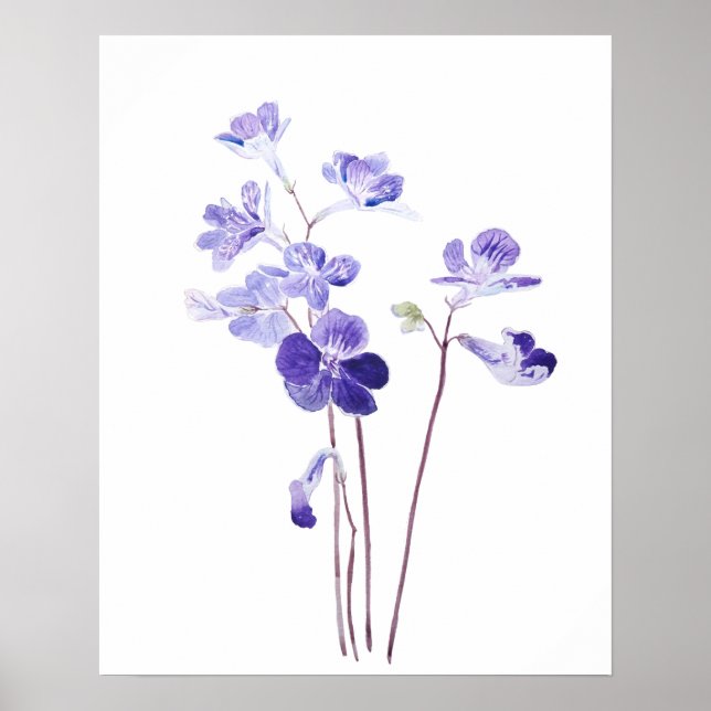 purple Cape primrose flowers watercolor  Poster (Front)