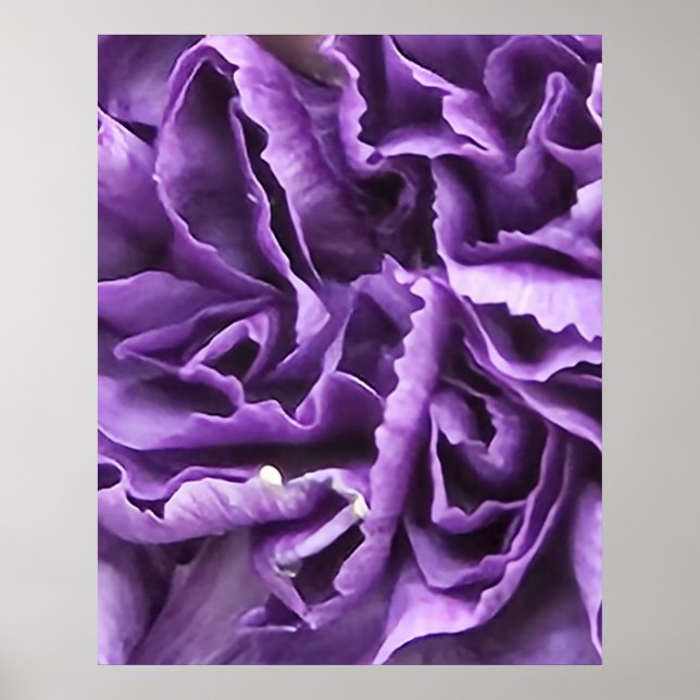 Purple Carnation Poster (Front)
