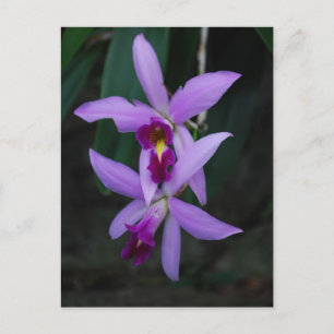 Purple Cattleya orchid Postcard