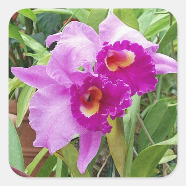 Purple Cattleya Orchids Sticker (Front)