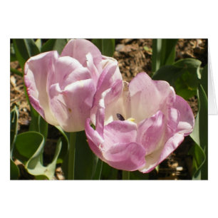 Purple Central Park Tulips