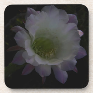 purple cereus flower coaster