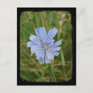 Purple Chickory TTV Postcard