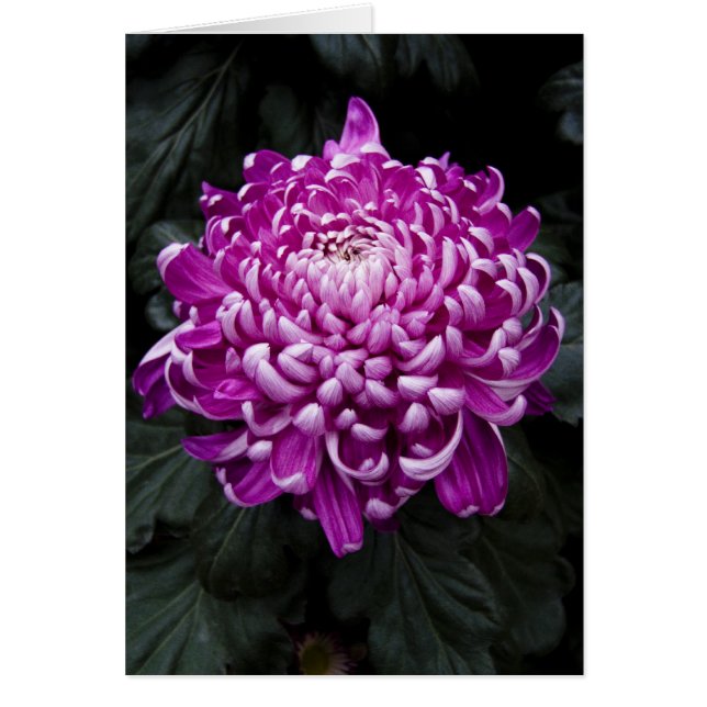 Purple Chrysanthemum Card (Front)