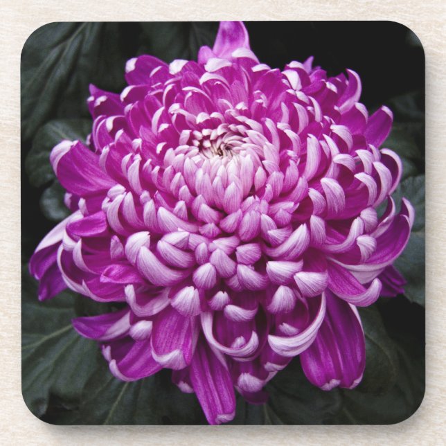 Purple Chrysanthemum Coaster (Front)