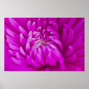 Purple chrysanthemum flower Poster
