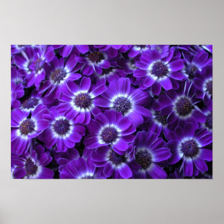 Purple Cineraria Poster