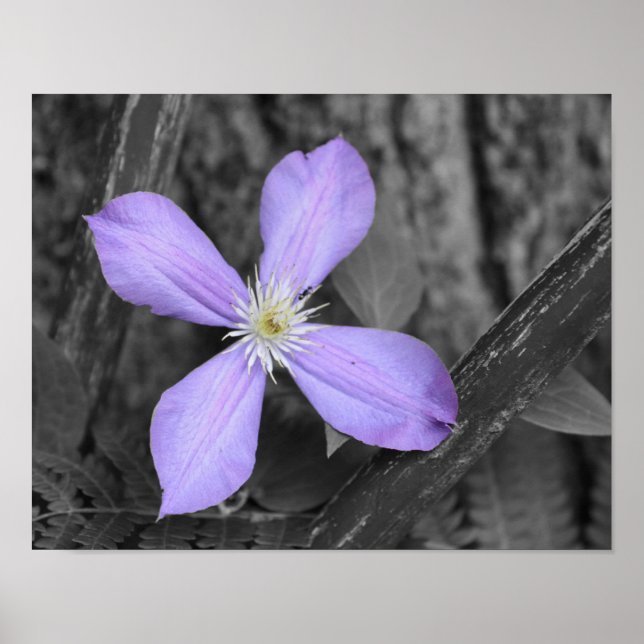 Purple Clematis Black And White Flower Poster (Front)