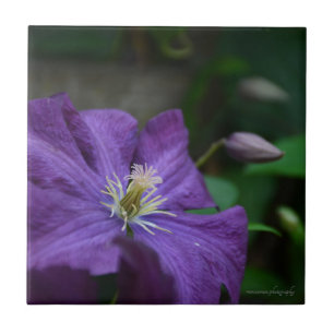 Purple Clematis Ceramic Tile