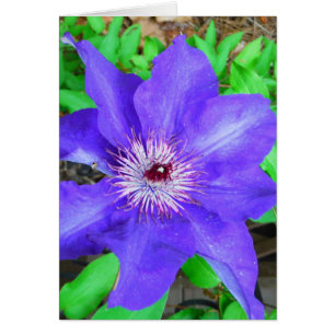 Purple Clematis Flower