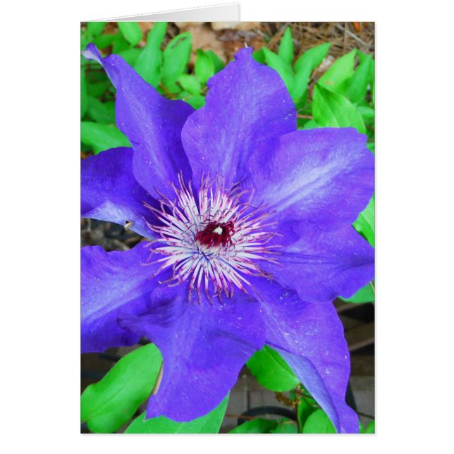 Purple Clematis Flower (Front)