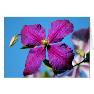 Purple Clematis Flower