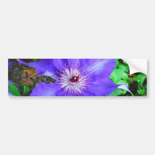 Purple Clematis Flower Bumper Sticker
