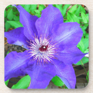Purple Clematis Flower Coaster