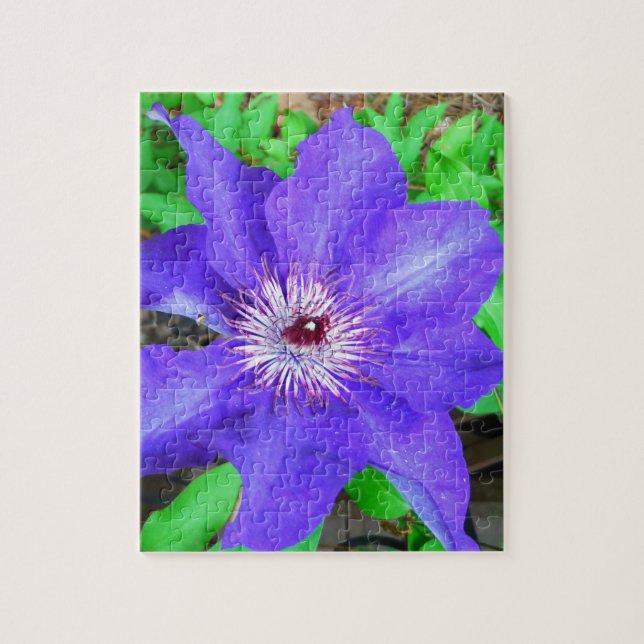 Purple Clematis Flower Jigsaw Puzzle (Vertical)