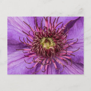 Purple Clematis Flower Postcard