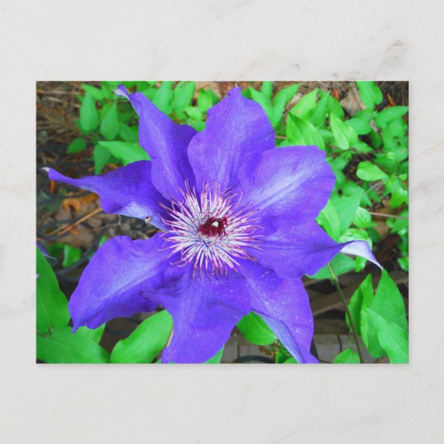 Purple Clematis Flower Postcard (Front)