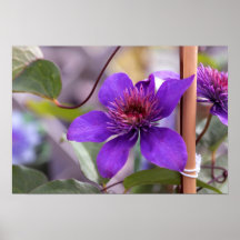 Purple Clematis Flower