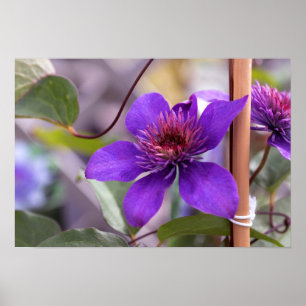Purple Clematis Flower Poster