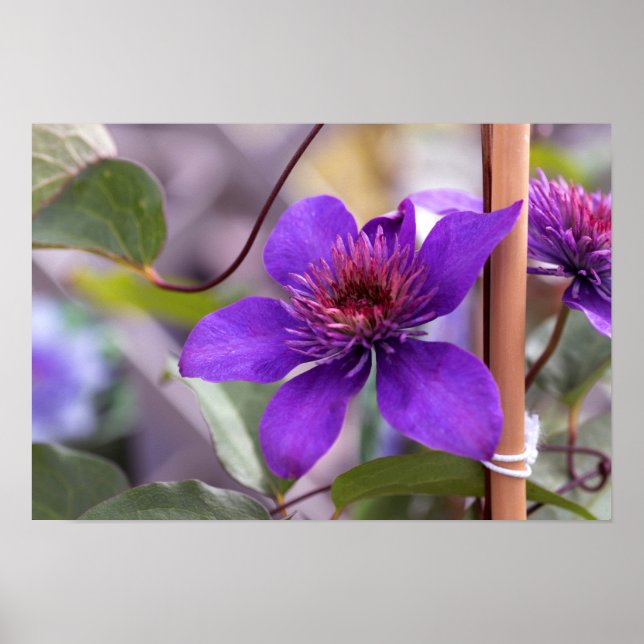 Purple Clematis Flower Poster (Front)