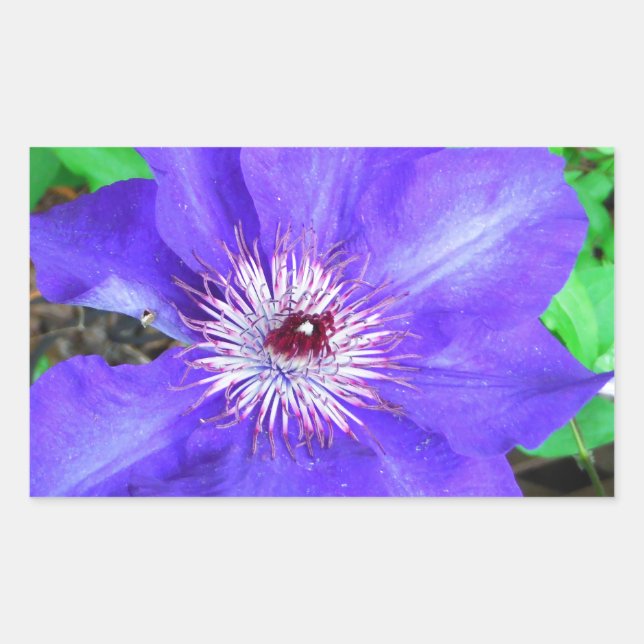 Purple Clematis Flower Rectangular Sticker (Front)
