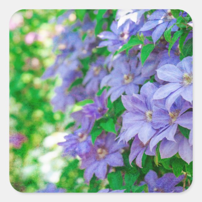 Purple Clematis flower Square Sticker (Front)