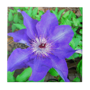 Purple Clematis Flower Tile