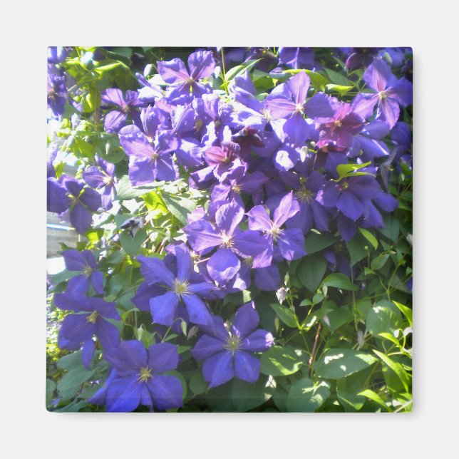 Purple Clematis Magnet (Front)