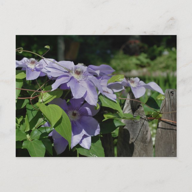 Purple Clematis On Fence Flower Postcard (Front)