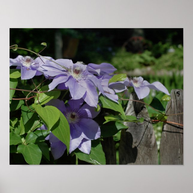 Purple Clematis On Fence Flower Poster (Front)