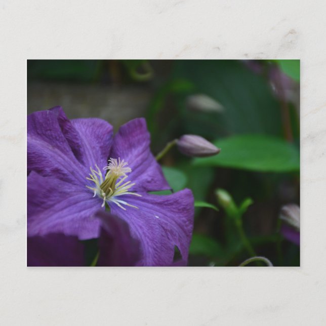 Purple Clematis Postcard (Front)