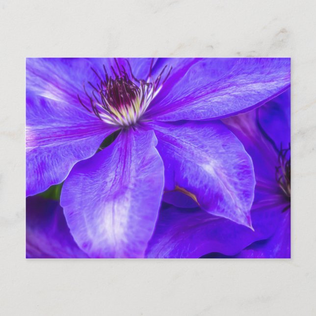 Purple Clematis Postcard (Front)