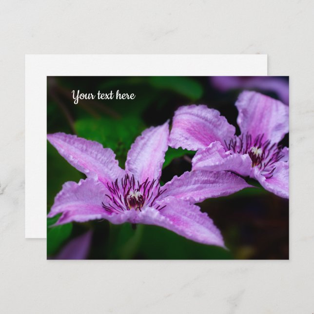 Purple Clematis Postcard (Front/Back)