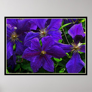 Purple Clematis Poster