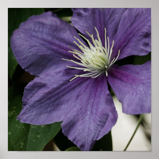 Purple Clematis Print (Front)