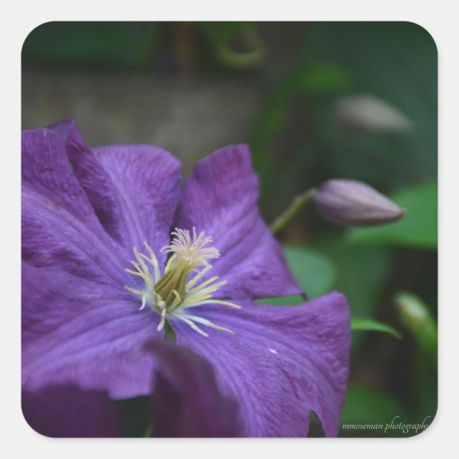 Purple Clematis Square Sticker (Front)