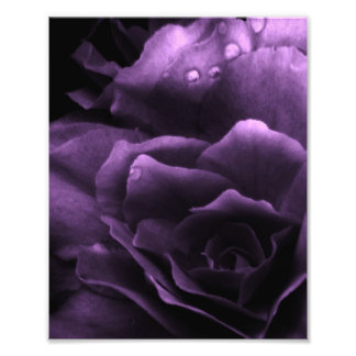 Purple Close Up of a Double Begonia Photo Print