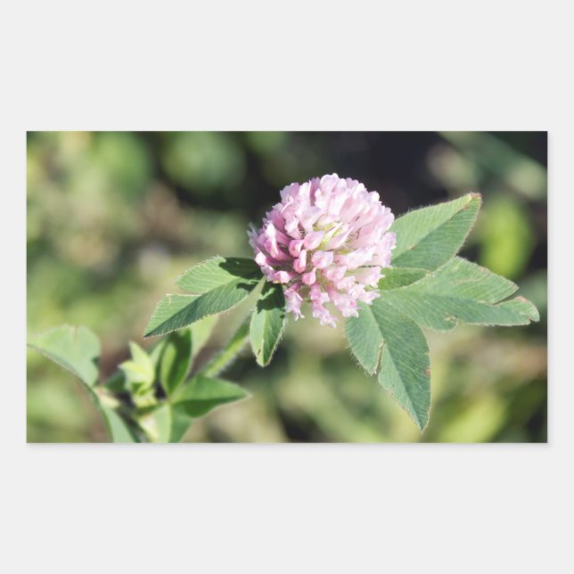Purple Clover Wildflower Photo Rectangular Sticker (Front)